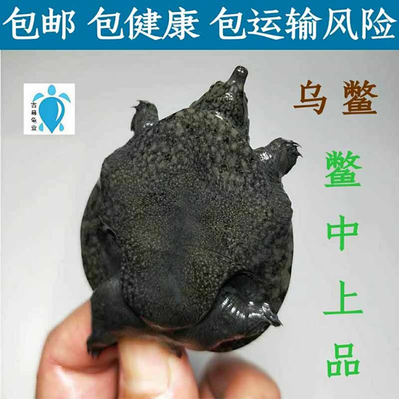乌鳖苗王八黑甲鱼活体招财深水小乌龟宠物观赏团鱼清道夫鱼龟混养