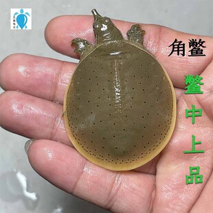 角鳖苗活体招财甲鱼北美刺鳖星点虎爪金边团鱼宠物观赏鳖外塘冷水