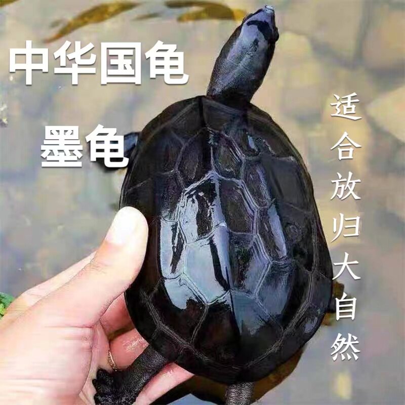 许愿祈福龟中华国龟放笙小乌龟活物墨龟活物花龟草龟长寿龟招财龟