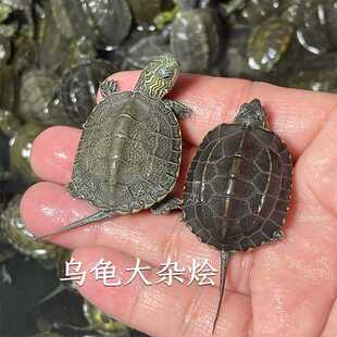 乌龟大杂烩小乌龟活体黑颈日石小青各种杂交龟外塘冷水龟可以冬眠