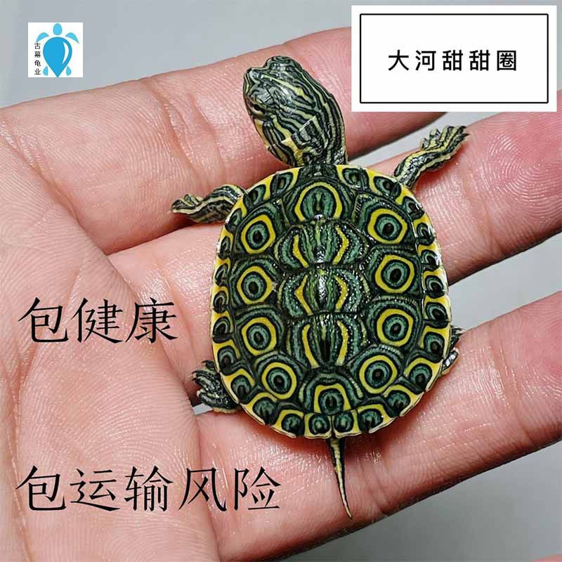 大河甜甜圈龟苗乌龟活体火焰东西南锦龟宠物发色观赏龟深水小乌龟