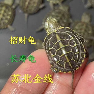 苏北金线小乌龟活物观赏宠物龟苗外塘冷水龟长寿龟纯种金线招财龟