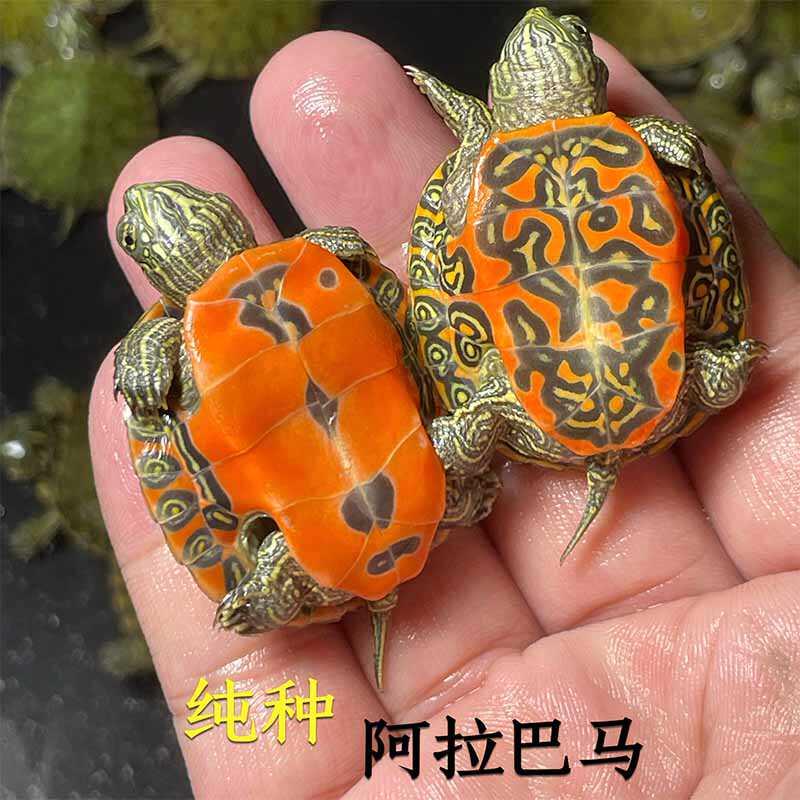 阿拉巴马观赏龟红腹宠物龟招财龟