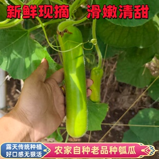 现摘新鲜老品种瓠子瓜葫芦瓜蒲瓜农家露天自种无狠活健康当季蔬菜