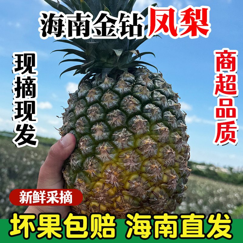 海南金钻凤梨新鲜水果树上熟应当凤梨