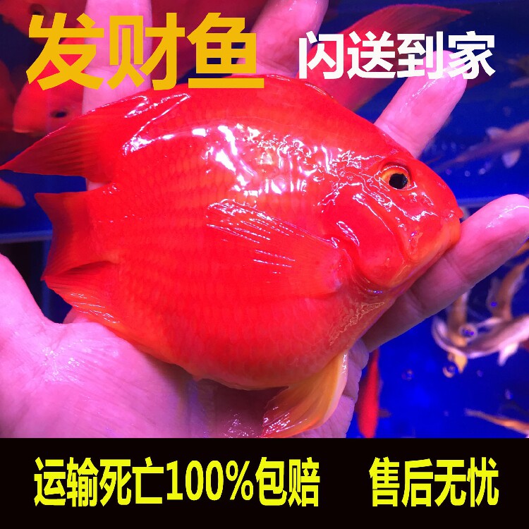 热带观赏鱼血鹦鹉鱼发财鱼元宝红财神金刚鹦鹉鱼苗活体风水鱼北京