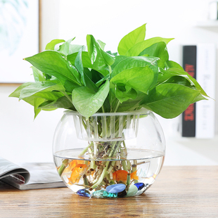 玻璃水培植物花瓶花盆 透明圆球水养绿萝花瓶鱼缸器皿大号容器