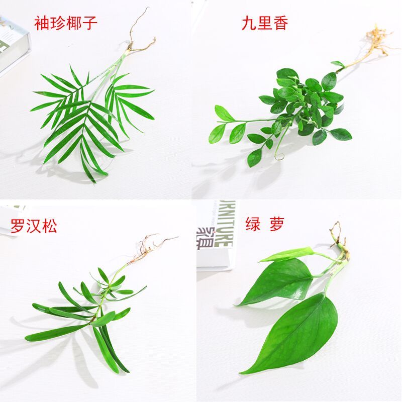 盆栽室内水培植物/绿萝吊兰盆栽花卉 观叶植物客厅卧室 净化空气