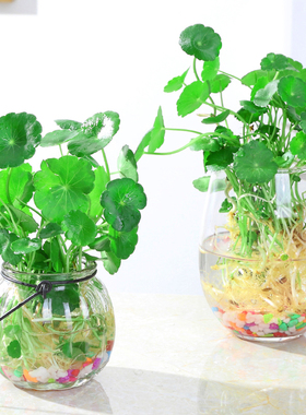 2套包邮水培植物铜钱草含玻璃瓶室内桌面盆栽绿植花卉水养植物