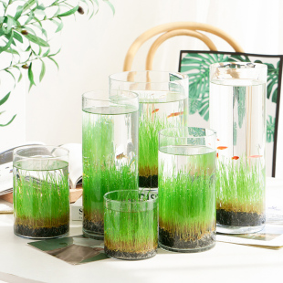 简约diy创意鱼缸生态瓶玻璃插花瓶水培草种子四季 饰摆件 微景观装