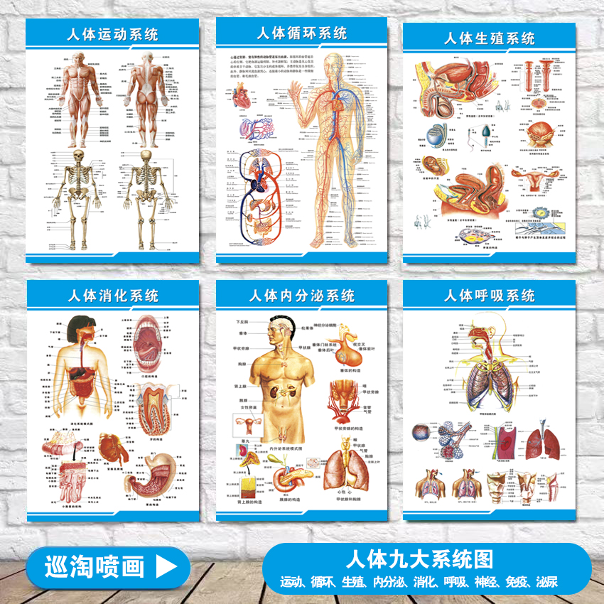 人体九大系统医学挂图海报