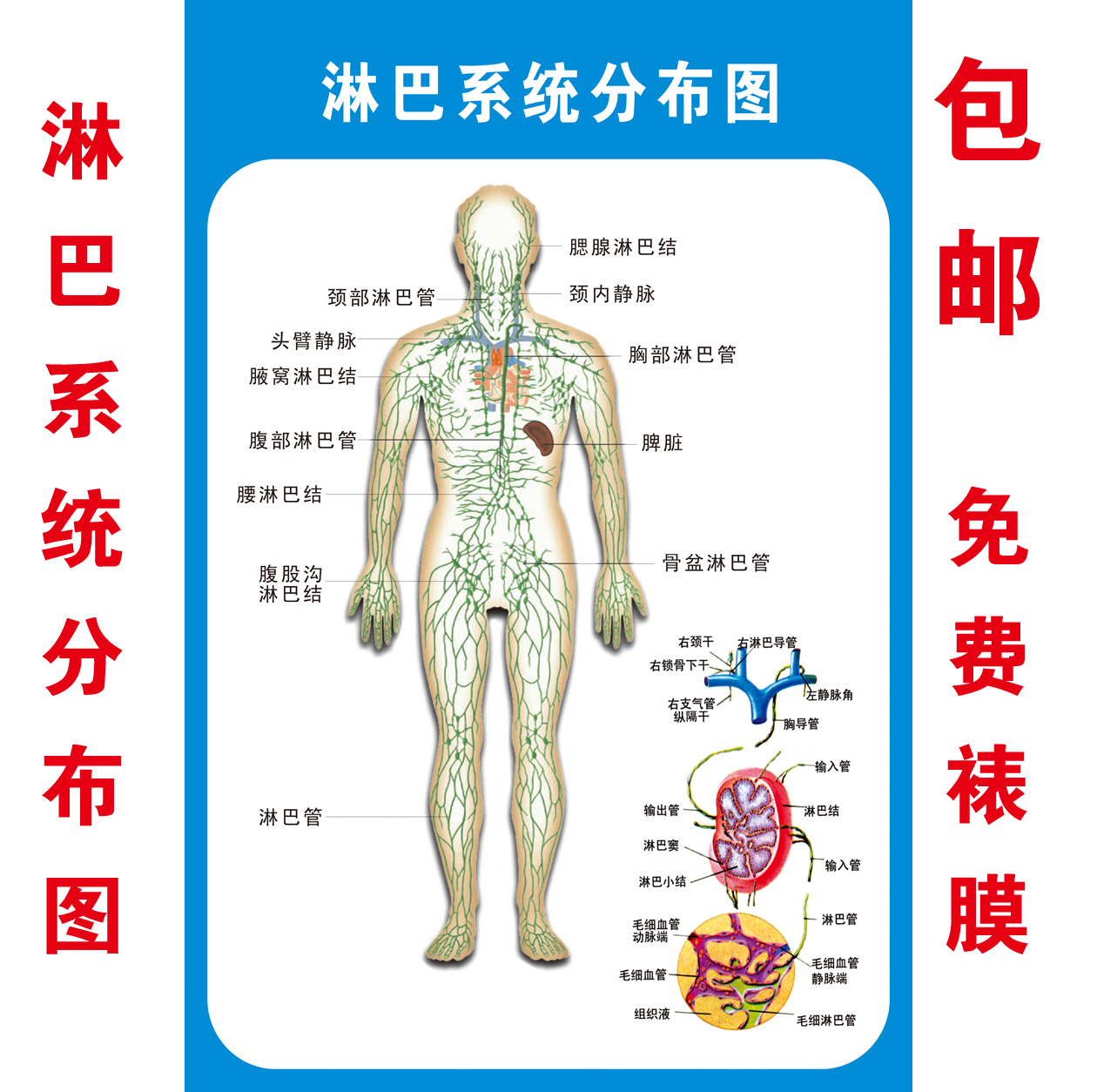 人体淋巴系统分布知识挂图 医院科室形象装饰 医学文化人体解剖图