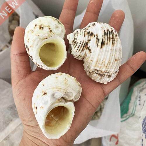 Natural Tapestry Turban Snail Hermit Crab Replacement