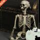 Prop Bones Skull Skeleton Halloween