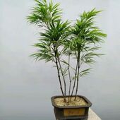 筇竹算盘竹文天祥竹子苗食用笋盆栽地栽盆景树苗南北易活易养绿植