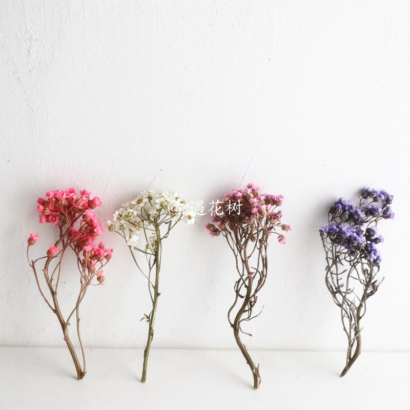 永生花小雏菊多少钱 永生花小雏菊优惠券免费领取 有条鱼 永生花小雏菊多少钱 永生花小雏菊优惠券免费领取 有条鱼