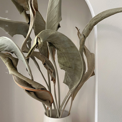 muzhi天然植物干花鹤叶