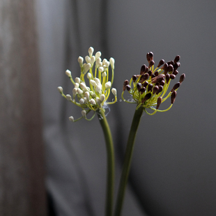饰 轻奢高端复古百子莲花苞仿真花束客厅桌面逼真花艺插花家居装