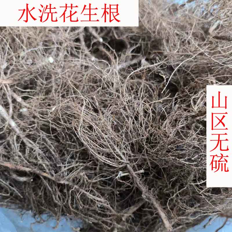 花生南阳花生根地下部位