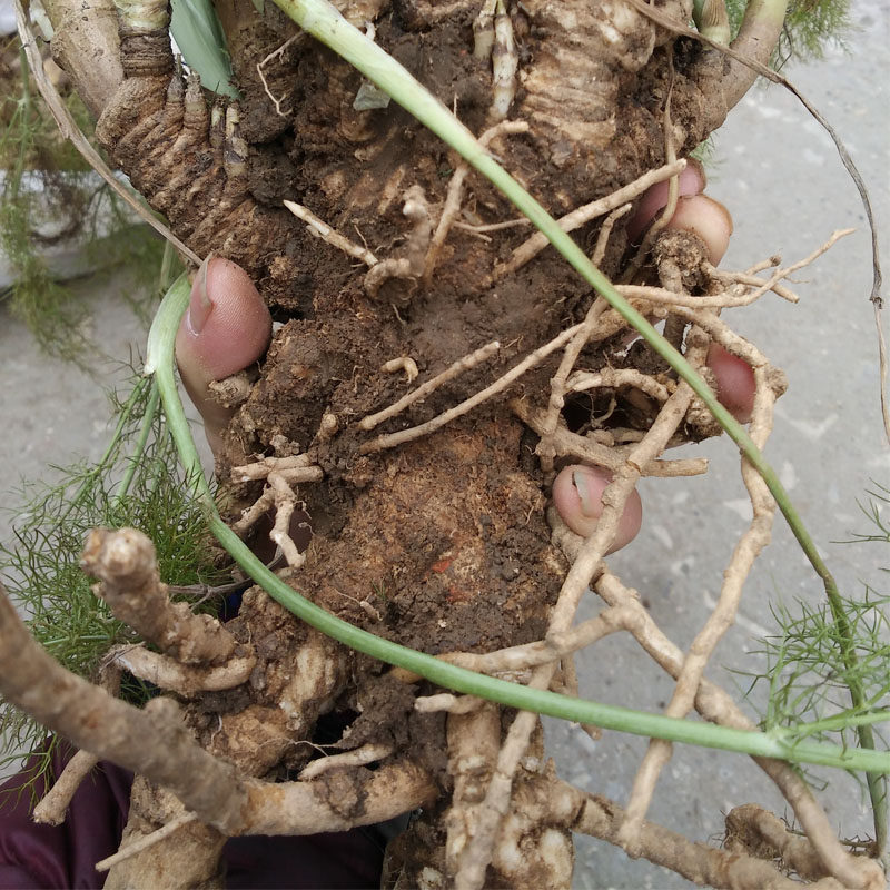 农家自种新鲜产地直发小茴香根谷香根 茴香根 茴香子中药材 正品