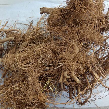 野生黄菊花根干品 野山菊根农家自挖500克自然晒干 实拍