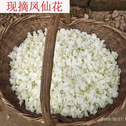 白色凤仙花红色瓣新鲜现摘整朵泡醋打浆种子染指甲草花植物遮白发