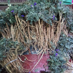 野生新鲜紫花地丁全草地丁根萝卜地丁甜地丁米口袋现挖 紫花地丁