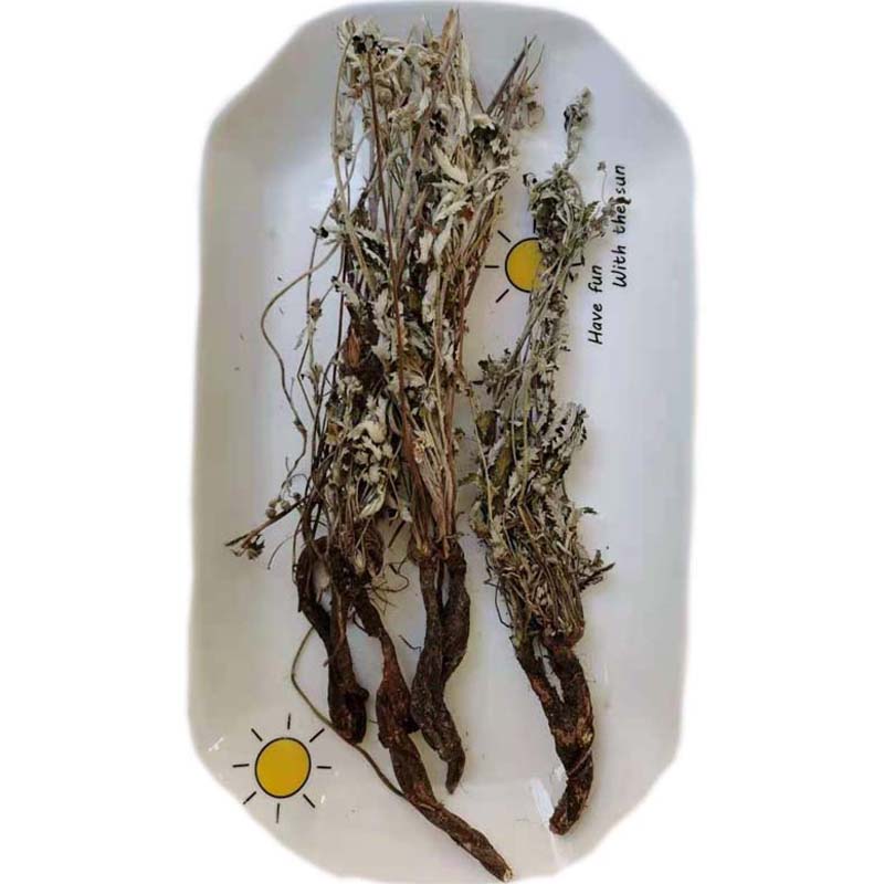 野生翻白草地骨皮中药材