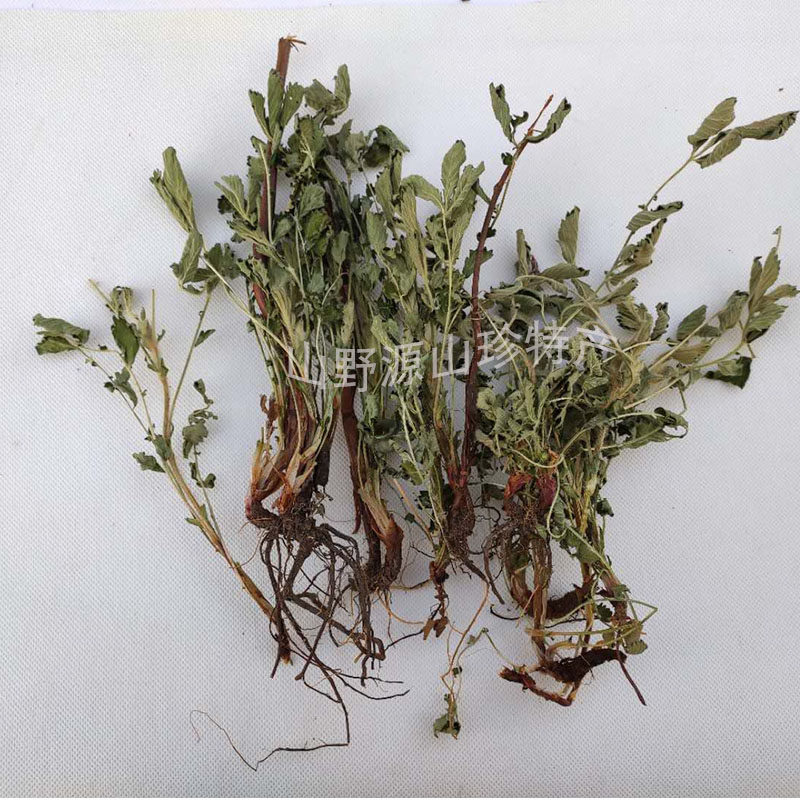 野生仙鹤草龙牙草脱力草狼芽草中草药干品字母草父子草狼牙草新品