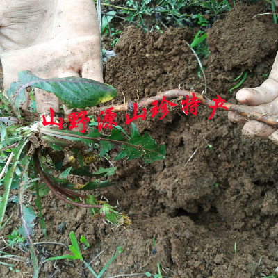 干蒲公英伏牛山中药材婆婆丁全草整株干黄黄苗下火养生茶