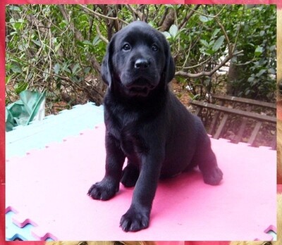 Xiamen Thoroughbred Rab Lhatog Puppies living thing God Dog Little seven Thoroughbred Rab Lhatog Guide dogs Dogsin the Pet/Pet food and supplies , Pet accessories (New) , Other  category - from Buy2taobao.com to provide professional Taobao agent buy service