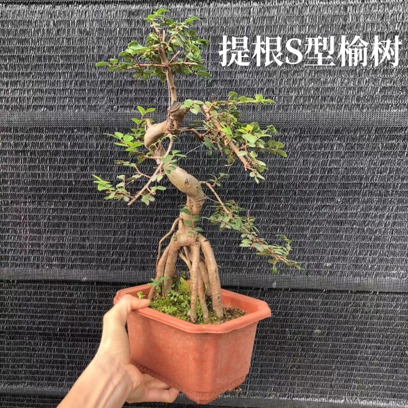 提根S型榆树盆景室内观叶绿植造型树桩 阳台办公桌好养吸甲醛小叶 鲜花速递/花卉仿真/绿植园艺 造型盆景 原图主图