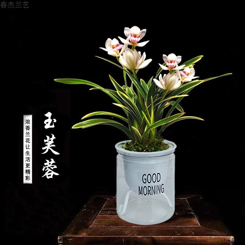 金边矮种四季兰花苗水培兰花客厅阳台净化空气好养活花卉绿植盆栽