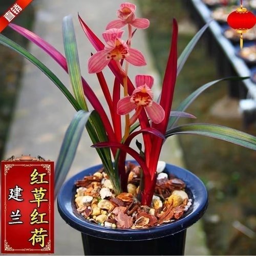 名贵四季兰花苗【红草红荷】精品盆栽室内花卉建兰阳台绿植兰草-封面