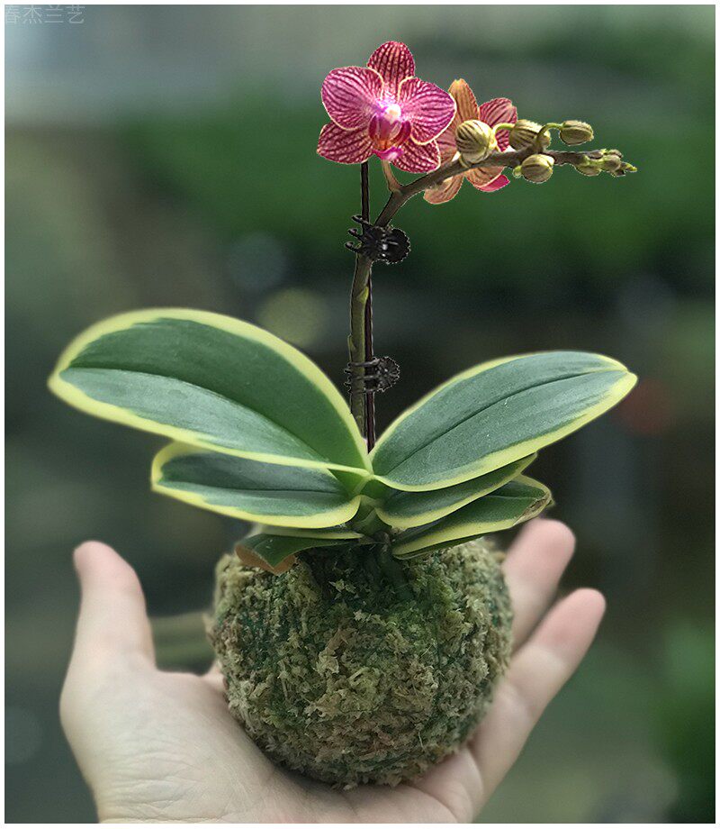 苔藓玉带花苞迷你矮种金边金叶咖啡蝴蝶兰好养活室内客厅花卉盆栽