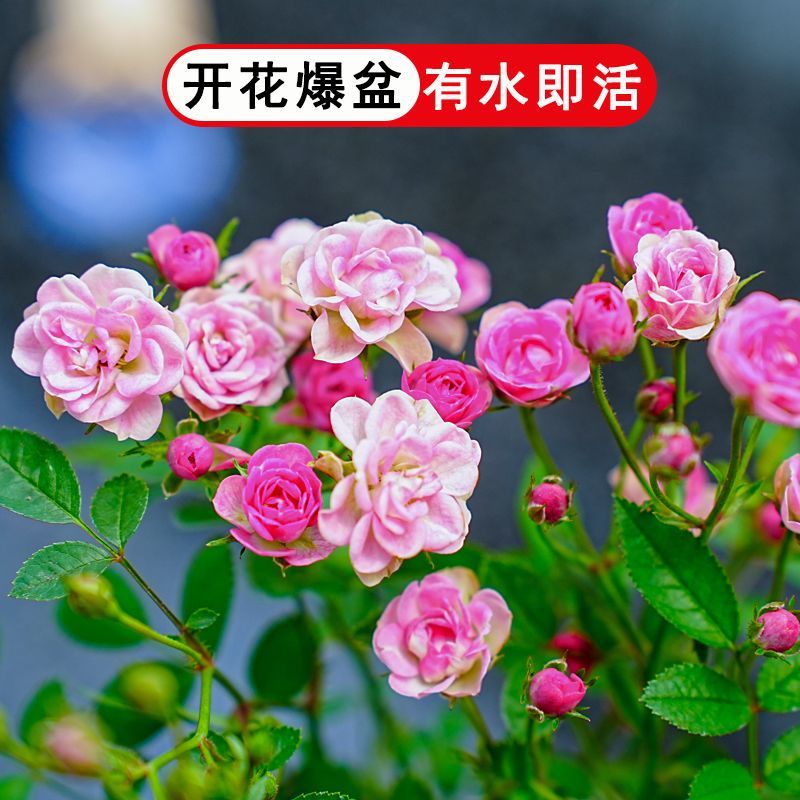姬月季迷你小盆栽多头开花水培超微月季客厅办公室内桌面植物