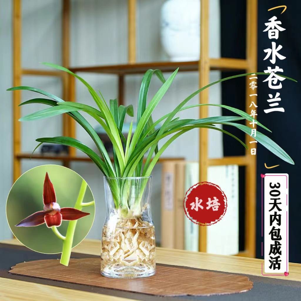 水培香水兰花苗中矮种室内植物浓香四季建花卉耐寒植物冬季带花苞