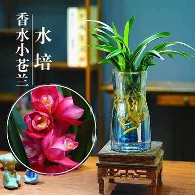 水培香水兰花苗满堂红室内植物浓香四季建花卉耐寒植物冬季带花苞