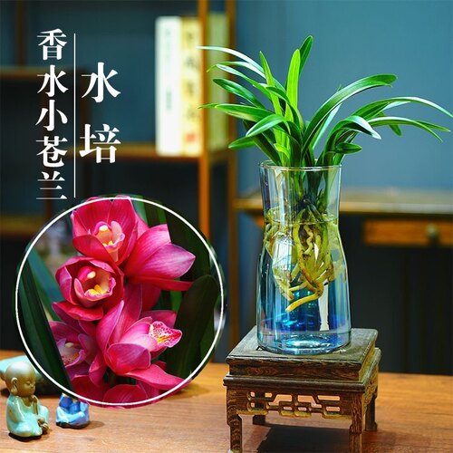 春杰兰艺水培香水兰花苗
