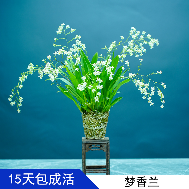 梦香文心兰开花浓香室内客厅盆栽