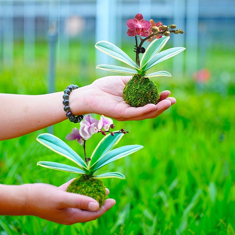 苔玉迷你金边蝴蝶兰花矮种金叶咖啡花苞名贵盆栽花卉植物花苗兰草