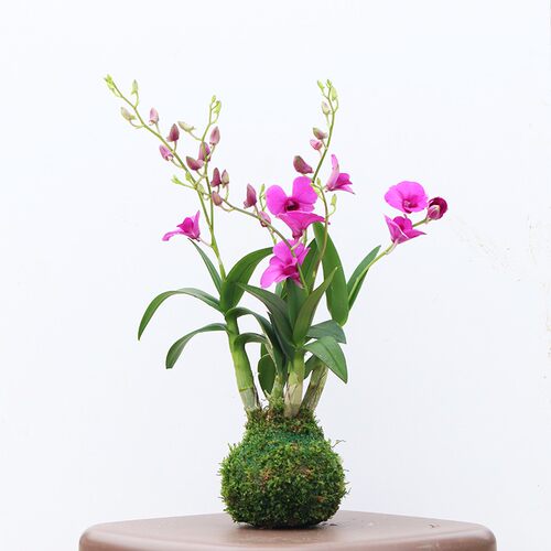 好养花卉桌面苔藓球春杰兰艺兰花