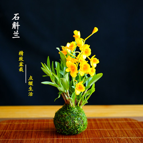 懒人植物澳洲香水石斛兰