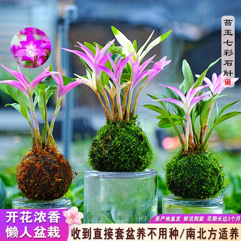 新款香水石斛兰带彩叶艺