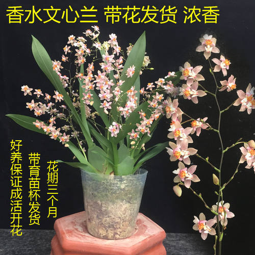 盆栽盆栽带花苞香水迷你文心兰