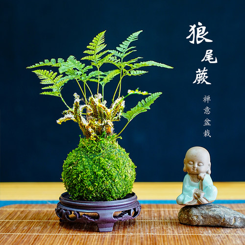 春杰兰艺狼尾蕨苔藓球禅意微盆景