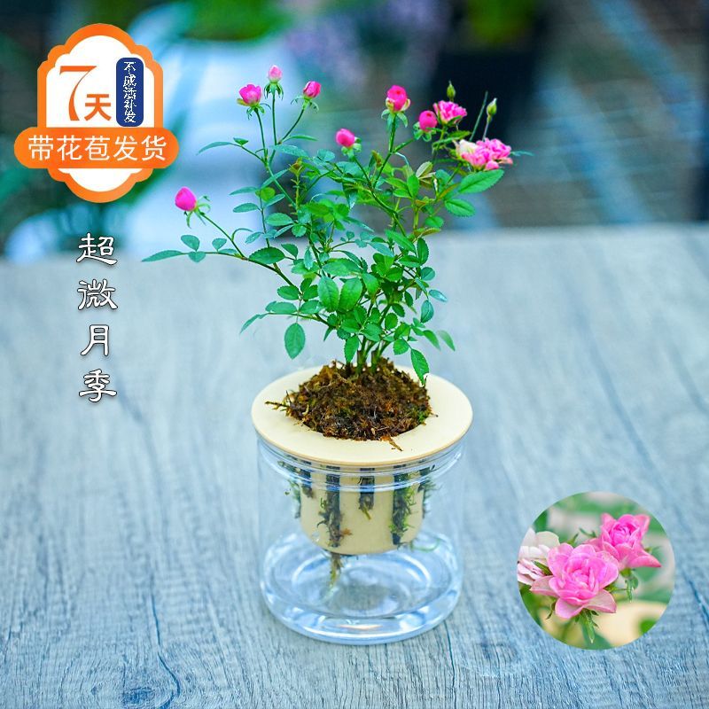 带花苞水培超微月季开花迷你桌面摆盆栽净化空气四季室内外阳台花