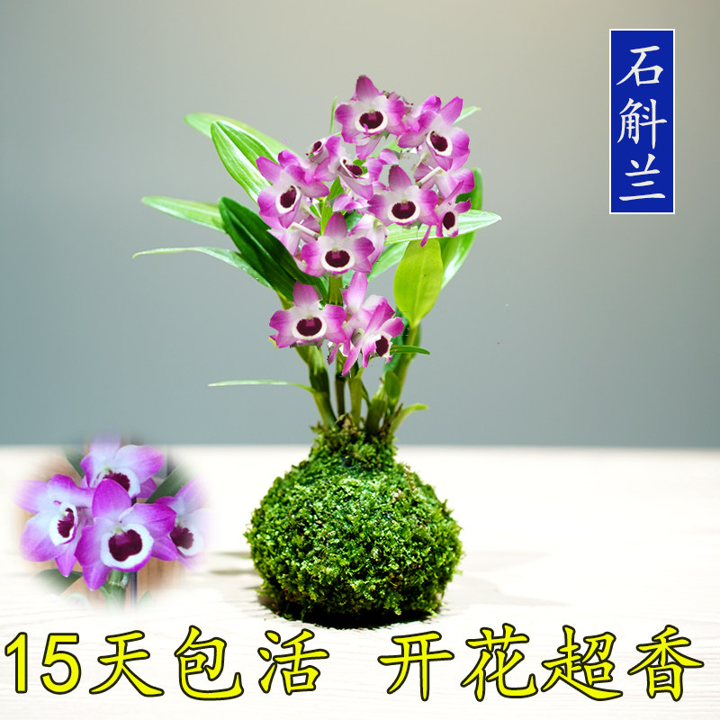 香水石斛兰苔藓球盆栽室内净化空气桌面客厅草本花卉好养石斛兰