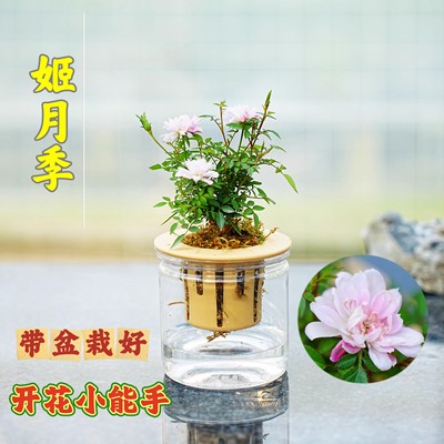 姬月季花卉绿植室内小盆栽