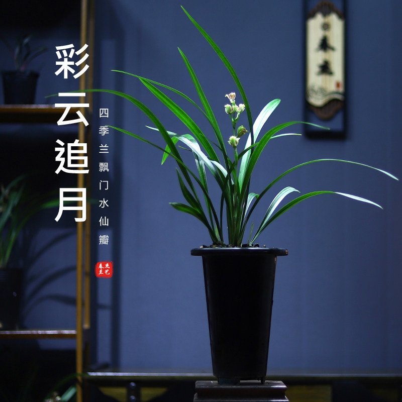 四季兰花苗建兰飘门水仙彩云追月夏季秋季带花苞名贵花卉阳台盆栽